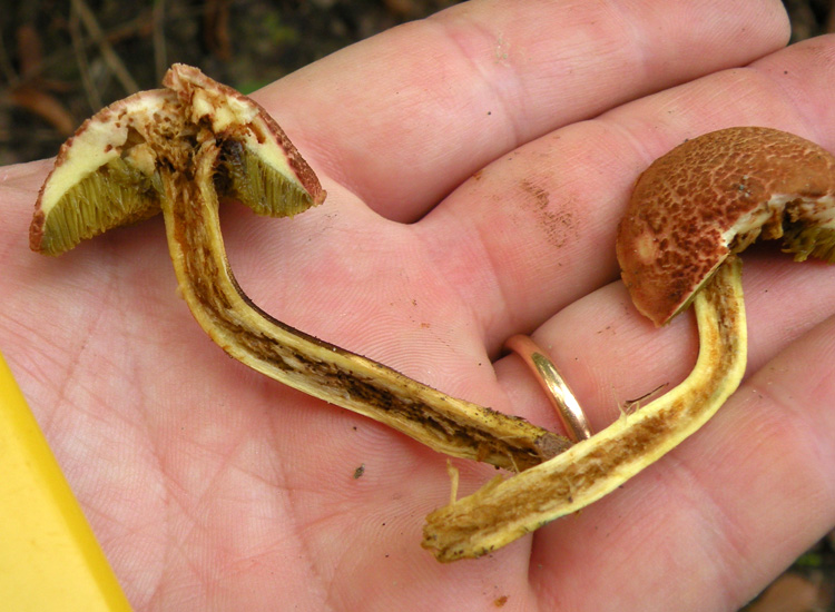 Porcini emiliani: Boletus cisalpinus ?